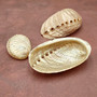 Pearlized Abalone Seashells (3 shells approx. 2+ inch) Pearlized Haliotis Asinina Mule Ear Abalone Shells for jewelry crafts & collecting! Copyright 2026 SeaShellSupply.com.