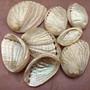 Pearlized Abalone Seashells (3 shells approx. 2+ inch) Pearlized Haliotis Asinina Mule Ear Abalone Shells for jewelry crafts & collecting! Copyright 2026 SeaShellSupply.com.