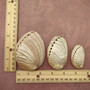 Pearlized Abalone Seashells (3 shells approx. 2+ inch) Pearlized Haliotis Asinina Mule Ear Abalone Shells for jewelry crafts & collecting! Copyright 2026 SeaShellSupply.com.