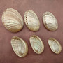 Pearlized Abalone Seashells (3 shells approx. 2+ inch) Pearlized Haliotis Asinina Mule Ear Abalone Shells for jewelry crafts & collecting!