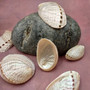 Pearlized Abalone Seashells (3 shells approx. 2+ inch) Pearlized Haliotis Asinina Mule Ear Abalone Shells for jewelry crafts & collecting!