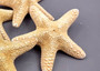 Jungle Starfish (2 pcs.) - (5-6\"). Orange tinted ribbed Starfish laying next to each other Copyright 2024 SeaShellSupply.com.
