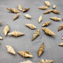 Baby Spiral Spindle Seashell White Brown Assortment (20 shells approx. 1+ inches) Small Fasciolariidae Spiral Shell Mix for arts & crafts! Copyright 2026 SeaShellSupply.com.