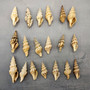 Baby Spiral Spindle Seashell White Brown Assortment (20 shells approx. 1+ inches) Small Fasciolariidae Spiral Shell Mix for arts & crafts! Copyright 2026 SeaShellSupply.com.