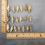 Baby Spiral Spindle Seashell White Brown Assortment (20 shells approx. 1+ inches) Small Fasciolariidae Spiral Shell Mix for arts & crafts! Copyright 2026 SeaShellSupply.com.