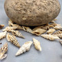 Baby Spiral Spindle Seashell White Brown Assortment (20 shells approx. 1+ inches) Small Fasciolariidae Spiral Shell Mix for arts & crafts! Copyright 2026 SeaShellSupply.com.