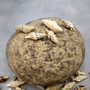 Baby Spiral Spindle Seashell White Brown Assortment (20 shells approx. 1+ inches) Small Fasciolariidae Spiral Shell Mix for arts & crafts! Copyright 2026 SeaShellSupply.com.