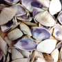 Purple Coquina Clam Seashell Assortment (Approx. half cup shells 0.5+ inches) Donax Variabilis Clam Shell Mix for jewelry art & crafts!