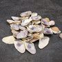 Purple Coquina Clam Seashell Assortment (Approx. half cup shells 0.5+ inches) Donax Variabilis Clam Shell Mix for jewelry art & crafts!