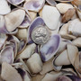 Purple Coquina Clam Seashell Assortment (Approx. half cup shells 0.5+ inches) Donax Variabilis Clam Shell Mix for jewelry art & crafts!