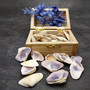 Purple Coquina Clam Seashell Assortment (Approx. half cup shells 0.5+ inches) Donax Variabilis Clam Shell Mix for jewelry art & crafts!