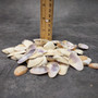 Purple Coquina Clam Seashell Assortment (Approx. half cup shells 0.5+ inches) Donax Variabilis Clam Shell Mix for jewelry art & crafts!