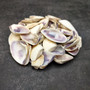 Purple Coquina Clam Seashell Assortment (Approx. half cup shells 0.5+ inches) Donax Variabilis Clam Shell Mix for jewelry art & crafts!