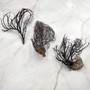 Rough Black Sea Fan Coral Dried Branches (1 fan approx. 4+ inches) Real Rugged Iciligorgia Schrammi Sea Fans for arts crafts & decor! Copyright 2026 SeaShellSupply.com.
