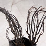Rough Black Sea Fan Coral Dried Branches (1 fan approx. 4+ inches) Real Rugged Iciligorgia Schrammi Sea Fans for arts crafts & decor! Copyright 2026 SeaShellSupply.com.