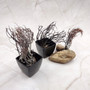 Rough Black Sea Fan Coral Dried Branches (1 fan approx. 4+ inches) Real Rugged Iciligorgia Schrammi Sea Fans for arts crafts & decor! Copyright 2026 SeaShellSupply.com.