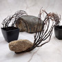 Rough Black Sea Fan Coral Dried Branches (1 fan approx. 4+ inches) Real Rugged Iciligorgia Schrammi Sea Fans for arts crafts & decor! Copyright 2026 SeaShellSupply.com.