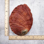 Vintage Natural Deep Red La Jolla Abalone Seashell (1 shell approx. 7.5+ inches) Crimson Haliotis Rufescens shell for display & collecting! Copyright 2026 SeaShellSupply.com.