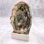 Vintage Natural Deep Red La Jolla Abalone Seashell (1 shell approx. 7.5+ inches) Crimson Haliotis Rufescens shell for display & collecting!