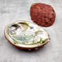 Vintage Natural Deep Red La Jolla Abalone Seashell (1 shell approx. 7.5+ inches) Crimson Haliotis Rufescens shell for display & collecting!