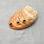 Real Red Green Abalone Seashell (1 shell approx. 2.25+ inches) Natural Haliotis Rufescens Abalone shell for collecting arts & crafts! Copyright 2026 SeaShellSupply.com.