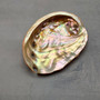 Real Red Green Abalone Seashell (1 shell approx. 2.25+ inches) Natural Haliotis Rufescens Abalone shell for collecting arts & crafts! Copyright 2026 SeaShellSupply.com.