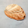 Real Red Green Abalone Seashell (1 shell approx. 2.25+ inches) Natural Haliotis Rufescens Abalone shell for collecting arts & crafts! Copyright 2026 SeaShellSupply.com.