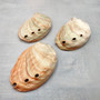 Real Red Green Abalone Seashell (1 shell approx. 2.25+ inches) Natural Haliotis Rufescens Abalone shell for collecting arts & crafts!