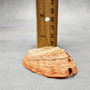 Real Red Green Abalone Seashell (1 shell approx. 2.25+ inches) Natural Haliotis Rufescens Abalone shell for collecting arts & crafts!