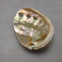 Real Red Green Abalone Seashell (1 shell approx. 2.25+ inches) Natural Haliotis Rufescens Abalone shell for collecting arts & crafts! Copyright 2026 SeaShellSupply.com.