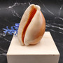 Rare Golden Cowrie Seashell (1 shell approx. 3.25+ inches) Gold Cowry Callistocypraea Aurantium Shell for display collecting & decor! 02