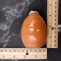 Rare Golden Cowrie Seashell (1 shell approx. 3.25+ inches) Gold Cowry Callistocypraea Aurantium Shell for display collecting & decor! 02 Copyright 2026 SeaShellSupply.com.