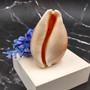 Rare Golden Cowrie Seashell (1 shell approx. 3.25+ inches) Gold Cowry Callistocypraea Aurantium Shell for display collecting & decor! 02