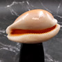 Rare Golden Cowrie Seashell (1 shell approx. 3.25+ inches) Gold Cowry Callistocypraea Aurantium Shell for display collecting & decor! 02 Copyright 2026 SeaShellSupply.com.