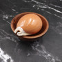 Rare Golden Cowrie Seashell (1 shell approx. 3.25+ inches) Gold Cowry Callistocypraea Aurantium Shell for display collecting & decor! 02