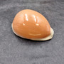 Rare Golden Cowrie Seashell (1 shell approx. 3.5+ inches) Gold Cowry Callistocypraea Aurantium Shell for display collecting & decor! 02