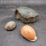 Rare Golden Cowrie Seashell (1 shell approx. 3.5+ inches) Gold Cowry Callistocypraea Aurantium Shell for display collecting & decor! 02