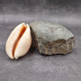 Rare Golden Cowrie Seashell (1 shell approx. 3.5+ inches) Gold Cowry Callistocypraea Aurantium Shell for display collecting & decor! 02