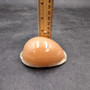 Rare Golden Cowrie Seashell (1 shell approx. 3.5+ inches) Gold Cowry Callistocypraea Aurantium Shell for display collecting & decor! 02