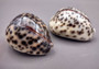 Tiger Cowrie Seashell (2pcs.) - (2.75 - 3 Inches) - Cypraea Tigris. Front and back side views of the spotted shell. Copyright 2024 SeaShellSupply.com.
