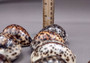 Tiger Cowrie Seashell (2pcs.) - (2.75 - 3 Inches) - Cypraea Tigris. Front and back side views of the spotted shell. Copyright 2024 SeaShellSupply.com.