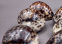 Tiger Cowrie Seashell (2pcs.) - (2.75 - 3 Inches) - Cypraea Tigris. Front and back side views of the spotted shell. Copyright 2024 SeaShellSupply.com.