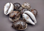 Tiger Cowrie Seashells Cypraea Tigris (2 shells approx. 2.5+ inches) Beautiful shell for any coastal crafting!