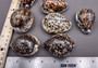Tiger Cowrie Seashells Cypraea Tigris (2 shells approx. 2.5+ inches) Beautiful shell for any coastal crafting!