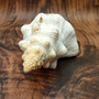 Extra Large Natural Fox Seashell (1 shell approx 12+ inches) B GRADE Pleuroploca Trapezium Fox Shell for beach decor collection & display!
