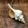 Extra Large Natural Fox Seashell (1 shell approx 12+ inches) B GRADE Pleuroploca Trapezium Fox Shell for beach decor collection & display! Copyright 2026 SeaShellSupply.com.