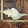 Extra Large Natural Fox Seashell (1 shell approx 12+ inches) B GRADE Pleuroploca Trapezium Fox Shell for beach decor collection & display! Copyright 2026 SeaShellSupply.com.