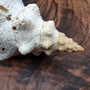 Extra Large Natural Fox Seashell (1 shell approx 12+ inches) B GRADE Pleuroploca Trapezium Fox Shell for beach decor collection & display! Copyright 2026 SeaShellSupply.com.