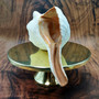 Extra Large Natural Fox Seashell (1 shell approx 12+ inches) B GRADE Pleuroploca Trapezium Fox Shell for beach decor collection & display! Copyright 2026 SeaShellSupply.com.