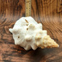 Extra Large Natural Fox Seashell (1 shell approx 12+ inches) B GRADE Pleuroploca Trapezium Fox Shell for beach decor collection & display!